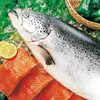 Salmão Inteiro Refrigerado Coroa Faro Salmão Norueguês Islandês, Exclusivamente para Restaurantes Japoneses e Sushibares, Salmão do Atlântico
