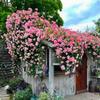 Sementes de Flores de Rosa Trepadeira São Fáceis de Cultivar, Sementes de Plantas Trepadeiras com Pétalas Duplas para Flores de Jardim e Varanda