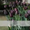 Bulbos de Tulipa para Venda no Atacado, Variedade de Pétala Simples, 1 Bulbo por Pacote, Bulbos de 5 Graus, Plantas de Flores de Interior em Vasos, Floresce o Ano Todo, Fácil de Cuidar