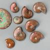 Fósil de Caracol Manchado Natural de Madagascar Transfronterizo Fósil de Amonite Concha Fósil Paleontológico Mineral Muestra Piedra Cruda Adorno