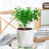 Auténtica planta de pimienta fragante en maceta para repeler mosquitos e insectos, planta perenne de interior fácil de cultivar, bonsái floral y verde para todas las estaciones.