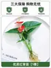 Planta de Ave del Paraíso Hidropónica en Maceta para Escritorio, Estilo Nórdico, Planta de Interior Perenne, Hojas Grandes, Cultivada en Agua, Tolera la Sombra, para Sala de Estar