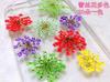 Atacado contas de neve flor renda flor estrela flor rosto maquiagem flor espécime de flor DIY artesanal flor epóxi manicure