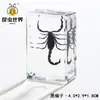 Artesanías de especímenes, insectos reales, escarabajo ciervo, escorpión, escarabajo, araña, regalos de enseñanza de ciencias biológicas, adornos de resina