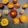 30 Pinhas, Pinhas Bonitas, Decoração de Jardim de Infância, Joias Criativas Feitas à Mão, Pintura de Pinhas, Torre de Pinhas DIY Pinha