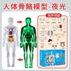 Ventas Directas de Fábrica Modelo del Cuerpo Humano Juguetes para Niños Ciencia Cognitiva Stem Rompecabezas Educativo Ensamblaje de Órganos Estructura Ósea del Esqueleto