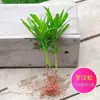 Bonsai Podocarpus Velho em Pilha Paisagismo Escritório Mesa Desktop Celebridade da Internet Planta Verde Planta em Vaso É Fácil de Cultivar em Todas as Estações e Purifica o Ar Planta
