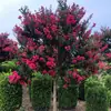 Mudas de Resedá Flores de Pátio Mudas Grandes Sala de Plantas Exterior Vermelho Roxo Mudas de Resedá Paisagismo de Vilas Plantas em Vasos Dropshipping