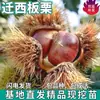 Mudas de Castanha Qianxi São Plantadas no Norte e no Sul do País, Mudas de Castanha de Casca Fina em Vasos São Enxertadas com Mudas de Frutas Extra-Grandes Que Produzem Frutos no Mesmo Ano