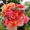 Balcón de Jugo Planta en Maceta Rosa con Capullos Florece Todo el Año Flor de Rosa Rosales Fáciles de Cultivar con Aroma Frutal