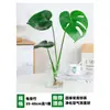 Planta Monstera Hidropónica en Maceta con Hojas Grandes para Sala de Estar Interior o Escritorio de Oficina, Fácil de Cuidar en Todas las Estaciones Bonsái