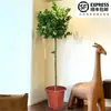 Planta de Limonero en Maceta con Fruta Comestible Planta Verde Alta para Sala de Estar Planta Grande Interior Balcón Perenne Todo el Año