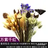 Jardín de Infancia Rincón Natural Paisajismo Rincón de Plantas Materiales de Decoración Productos Agrícolas Decoraciones de Cosecha de Otoño Artículos con Temática de Otoño Creación de Ambiente de Otoño