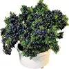 Mudas de Mirtilo F6 Esmeralda, Frutificação Dupla Temporada, Adequadas para Plantio em Regiões do Norte e do Sul, Mudas de Árvore Frutífera em Vasos Originais e Terra, Enviadas com Flores