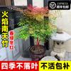 Dropshipping Flame Nandina Plantones en Maceta Sala de Estar Plantas Verdes Patio Exterior Plantas de Suelo Plántulas Grandes de Bambú