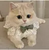 Bufanda para Gato, Pajarita, Collar para Mascota, Babero, Toalla para Saliva, Bufanda Tejida, Bufanda, Perro Lindo para Foto