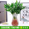 Repelente de Mosquitos Bambú y Ciprés Plantas Hidropónicas Fáciles de Cultivar en Interiores, Plantas en Maceta, Escritorio de Oficina, Plantas Perennes Anti-Mosquitos para Todas las Estaciones