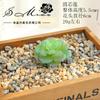 016 Suculenta Criativa DIY Suprimentos de Design Plástico Acessórios de Flores Artificiais Vendas Diretas da Fábrica Jinhua Entrega de Flores
