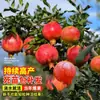 Árbol Joven de Granada Ácida Enana, Semilla Suave Tunecina, Semilla Suave Huidong, Lintong, Robe Rojo Grande de Sichuan, Brote de Árbol de Granada Ácida Enana, Semilla de Huidong sin Semillas