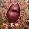 Uma muda de castanha para entrega, extra grande, plantada no norte e sul, Dahongpao, e frutificando no mesmo ano, plantada em Qianxi, castanheiras enxertadas