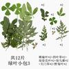 Pacote Combinado de 12 Folhas Verdes Pacote de Material de Folha Espécime de Folha Real Material de Planta com Flor Marcador de Página Folha DIY