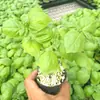Mudas de Vegetais de Primavera, Mudas de Pimenta, Tomates de Varanda Quatro Estações, Berinjelas, Pepinos, Melancias, Buchas Vegetais, Mudas de Abóbora, Plantio Sul