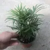 Plantas de Piedra Absorbente Plantas Verdes Piedra de Agua Acuaterrario Tanque de Selva Rocalla Paisajismo Musgo Helecho Micro-paisaje Plantas de Bonsái
