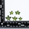 Hierba Oreja de Conejo Hojas Reales Jardín de Niños Calcomanías Hechas a Mano para Niños DIY Padre-Hijo Espécimen de Planta Flores Secas