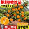 Mudas Autênticas de Tangerina de Primavera de Sichuan, Mudas de Árvore Frutífera de Cítricos Tangerina Laranja Feia para Plantio no Quintal, Produz Frutos em Todas as Estações