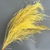 Flores Preservadas, Capim Barba de Dragão, Capim Pena, Flores Naturais, Decoração de Casa Estilo Ins, Arranjos Florais, Decorações de Parede para Casamento, Flores Secas no Atacado