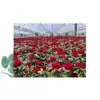 Rosa de Cabello Recto de Yunnan Enredadera para Muro Rosa Flor Extra Grande Plántulas Fragancia Fuerte Florece en Todas las Estaciones Plantas para Patio Casa Balcón