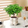 Plantas en Maceta Auténticas de Madera de Pimienta Fragante para Sala de Estar y Escritorio de Oficina Repelente de Mosquitos Plantas Verdes Plantas de Bonsái de Tocón Viejo Son Fáciles de Cuidar