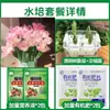Tulipanes Hidropónicos al por Mayor 5 Grados Bulbos Grandes Resistentes al Frío para Invierno Interior/Exterior Fáciles de Cultivar para Principiantes Flores en Maceta Plantas