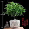 Repelente de Mosquitos y Repelente de Insectos Madera de Pimienta Fragante Planta Verde en Maceta Perenne de Interior Purificador de Aire Césped Flor Bonsái