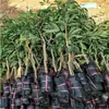 Venda Direta da Base Mudas de Lichia Autênticas para Quintal Lichia Sem Caroço Enxertada Mudas de Lichia Feizixiao Mudas de Frutas