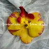Cabeça de Flor de Orquídea Phalaenopsis Artificial, Textura de Película Impressa em 3D, Buquê Exquisito para Decoração de Casamento e Lembrança