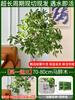 Importada do Japão Planta de Madeira de Cavalo de Folha Pequena Hidropônica Vasos para Sala de Estar Galhos Frescos Recortados Planta Verde Flores Hidropônicas Alto Padrão