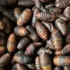 Capullos de gusano de seda tussah del noreste frescos, capullos de gusano de seda amarillo grande silvestres, capullos de cigarra vivos frescos, capullos de cigarra negros y amarillos silvestres 500g, disponibles todo el año
