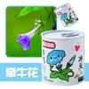 Regalo Infantil Creativo de Moda Bendición Planta Verde Planta Pequeña en Maceta en Lata Decoración de Escritorio para Estudiante Planta en Maceta