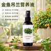 Solução nutritiva para orquídeas fertilizante especial fertilizante líquido sem diluição trata folhas amarelas pontas secas promove germinação promove enraizamento agente de brotação