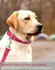 Coleiras para Pets em Estoque Transfronteiriças, Coleiras para Cachorros, Coleiras Refletivas para Gatos, Coleira Ajustável Anti-Estrangulamento Anti-Estouro da Amazon