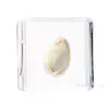 Artesanía Jingling Muestras Biológicas Acuáticas Conchas de Caracol Peces Camarones Cangrejos Regalos de Educación Científica Adornos de Resina Caja Sorpresa