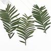 Hojas secas repujadas de Metasequoia flores secas venta al por mayor transfronteriza DIY pegamento de gota funda para teléfono móvil marco de fotos hecho a mano marcapáginas pegatinas de hojas