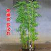 Plántulas de Bambú, Plantas de Bambú de Patio, Plantación Exterior Perenne, Bambú Púrpura Feng Shui para Balcón, Bambú Luohan en Maceta para Interior