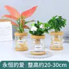 Plantas Hidropónicas Favoritas de los Agricultores Bonsái de Escritorio Plantas Verdes Planta Roja de la Suerte Plantas Pequeñas en Maceta Escritorio de Oficina Plantas Verdes Pequeñas Fáciles de Cuidar