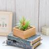 Cabeça de Flor Suculenta Coleira Grama de Ensino Criativo Acessórios DIY Arranjo de Flores Planta Decorativa Atacado Móveis para Casa Dropshipping