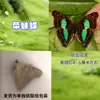 Especímenes de Mariposas Reales para Práctica, Mariposas Originales con Alas Sin Abrir, Materiales DIY para Espécimenes de Insectos, Mariposas Monarca, Insectos Originales, Mariposas Cola de Golondrina