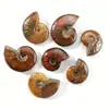 Ornamentos de Fósseis de Amonites Naturais Coloridos, Caracóis, Conchas, Vida Marinha Antiga de Madagascar