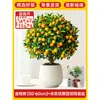 Plántulas de Árbol de Kumquat, Plantas en Maceta, Comestible con Piel Crujiente, Naranjas de Cuatro Estaciones, Flores de Interior y Plantas Verdes para la Sala de Estar, Enviado con Fruta