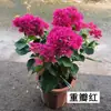Planta en Maceta Buganvilia Floreciendo Cereza Verde Doble Pétalo Floración Cuatro Estaciones Balcón Fácil de Cultivar Buganvilia de Interior Planta Verde para Balcón